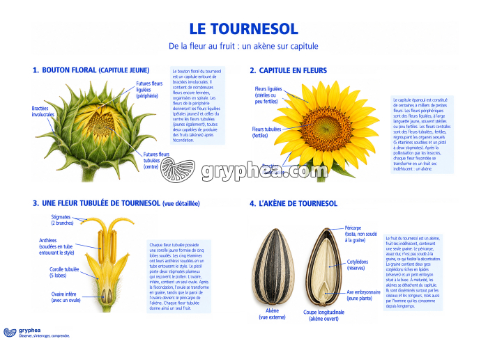 Tournesol - De la fleur au fruit - gryphea.com